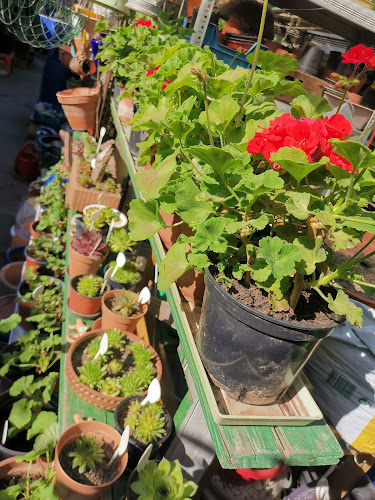 Kommentare und Rezensionen über Pflanzen- und Gartenbrocki