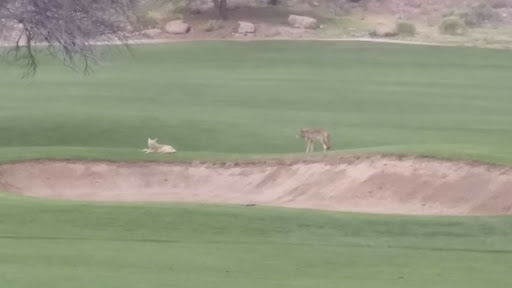 Golf Club «Coyote Lakes Golf Club», reviews and photos, 18800 N Coyote Lakes Pkwy, Surprise, AZ 85374, USA