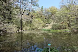 Nikko Botanical Gardens (Univ. of Tokyo, Grad. School of Science) image