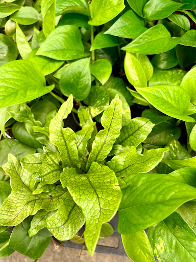 Hardware Store «Payless Hardware, Rockery and Nursery», reviews and photos, 2927 King Rd, San Jose, CA 95122, USA