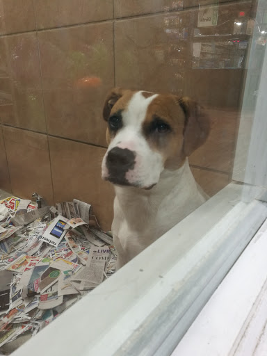 Pet Store «Pets Plus - Lansdale», reviews and photos, 555 S Broad St, Lansdale, PA 19446, USA