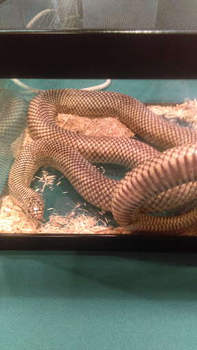 Reptile Store «Cleveland Reptile Show», reviews and photos, 17250 Hummel Rd, Brook Park, OH 44142, USA