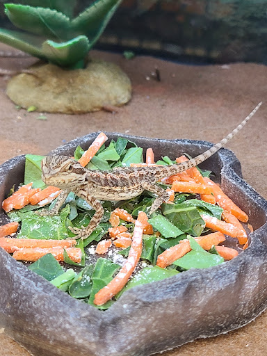 Pet Supply Store «Petco Animal Supplies», reviews and photos, 2561 E Hwy 50, Clermont, FL 34711, USA