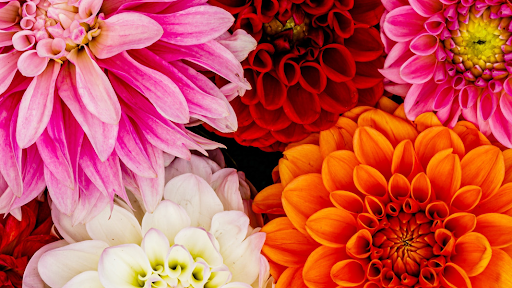 Florist «Ah Sam Florist», reviews and photos, 2645 S El Camino Real, San Mateo, CA 94403, USA