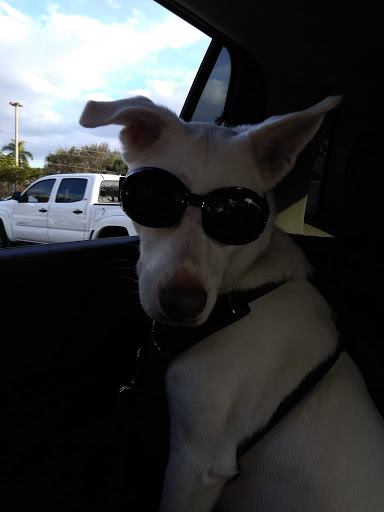 Pet Supply Store «PetSmart», reviews and photos, 2255 Pine Ridge Rd, Naples, FL 34109, USA