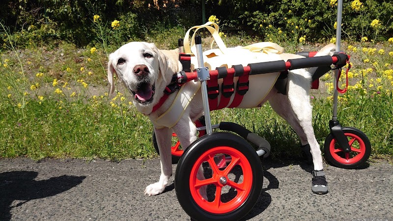 犬用車椅子 犬の車椅子 はな工房 岐阜県池田町上田 ペット用品店 グルコミ