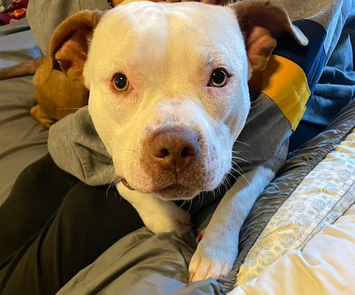 Oak Hill Animal Hospital image