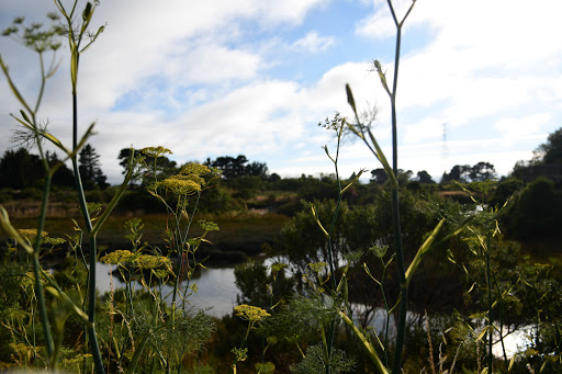 Bird Watching Area «Arcata Marsh Interpretive Center», reviews and photos, 569 S G St, Arcata, CA 95521, USA