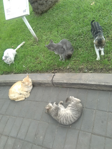 Cat trainers Lima