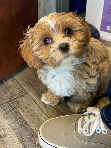 Pet Store «Healthy Pets Mountain West», reviews and photos, 2352 Fort Union Blvd, Cottonwood Heights, UT 84121, USA