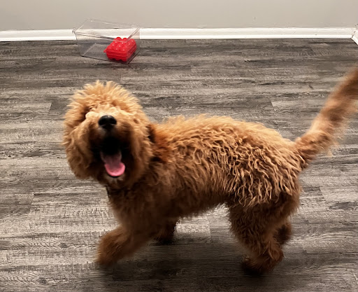 Pet Supply Store «Woof Gang Bakery & Grooming Lake Mary», reviews and photos, 1210 International Pkwy #118, Lake Mary, FL 32746, USA