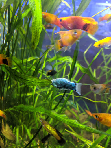 Tropical Fish Store «Wet Pets», reviews and photos, 520 Hartford Turnpike # X, Vernon, CT 06066, USA