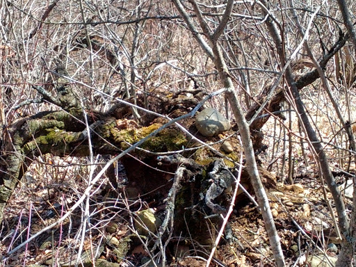 Nature Preserve «Leonard Preserve», reviews and photos, N Union St, Manchester, MI 48158, USA