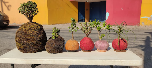 Kokedamas y bonsai 'LUNA'