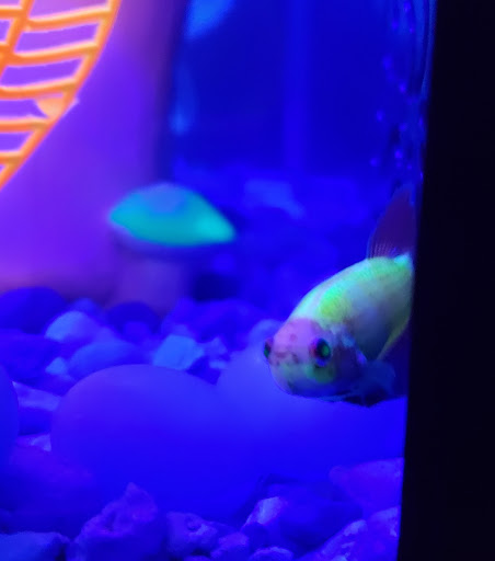 Pet Supply Store «PetSmart», reviews and photos, 482 Stillwater Ave Ste 2A, Bangor, ME 04401, USA