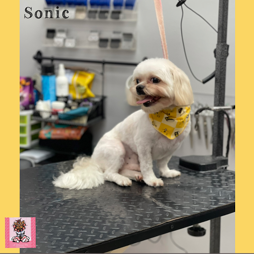 A Glamour Pet Grooming Spa