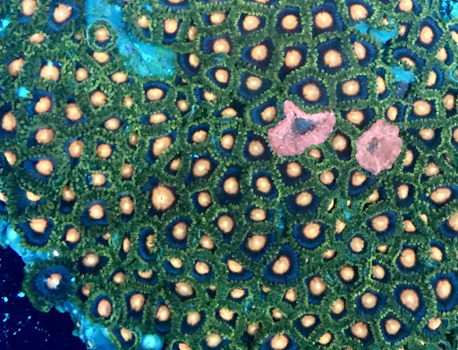 Tropical Fish Store «Aquarium Artisans», reviews and photos, 8005 Plainfield Rd #11, Cincinnati, OH 45236, USA