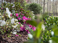 EverGreen Ground Management - Photo 7 - Car repair in Covington, LA, Mandeville