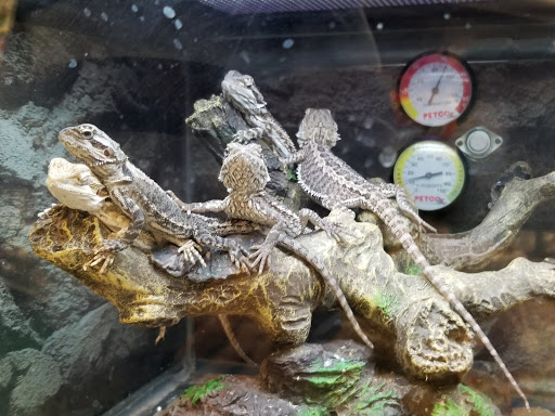 Pet Supply Store «Petco Animal Supplies», reviews and photos, 1014 Shoppes At Midway Dr, Knightdale, NC 27545, USA