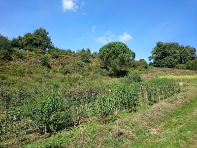 Pépinière Les Bois Nouzilles à Saint-Perdoux