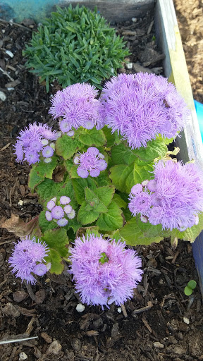 Book Store «Pipe & Thimble Bookstore», reviews and photos, 24830 Narbonne Ave, Lomita, CA 90717, USA