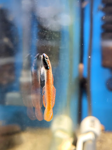 Pet Store «Bluewater Zoo Exotic Aquariums & Reptiles», reviews and photos, 159 Miracle Strip Pkwy SE, Fort Walton Beach, FL 32548, USA