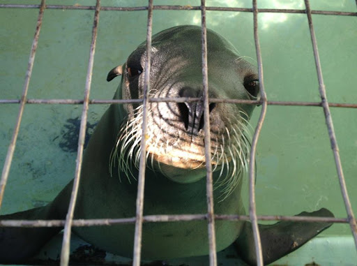 Aquarium «Morro Bay Aquarium and Gift Shop», reviews and photos, 595 Embarcadero, Morro Bay, CA 93442, USA