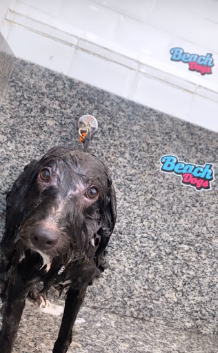 Logo da empresa - Beach Dogs