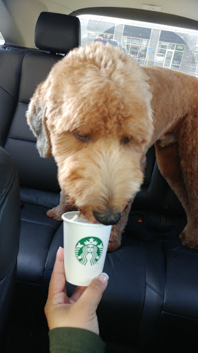 Coffee Shop «Starbucks», reviews and photos, 22 Galaxy Pass D, Sutton, MA 01590, USA