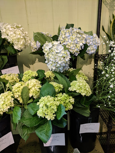Florist «City Gardens Flower Shop», reviews and photos, 284 Wickenden St, Providence, RI 02903, USA