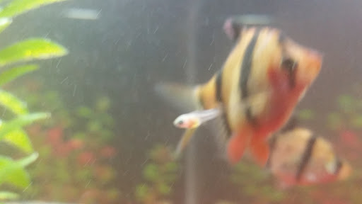 eden pets supplies & aquarium