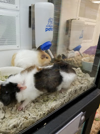 Petco - Photo 4 - Car repair in Houston, TX, League City