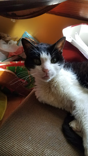 Pet Supply Store «Petco Animal Supplies», reviews and photos, 3387 Steelyard Dr, Cleveland, OH 44109, USA