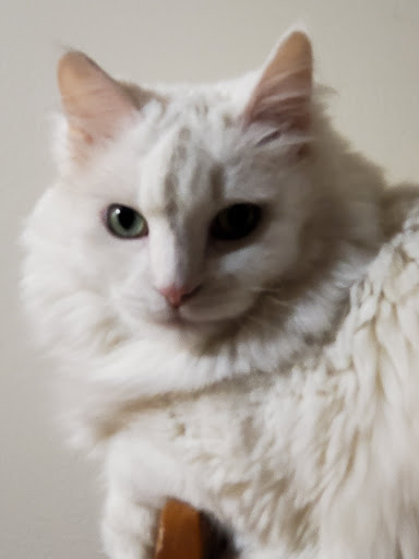 Pet Supply Store «Petco Animal Supplies», reviews and photos, 3380 124th Ave NW, Coon Rapids, MN 55433, USA