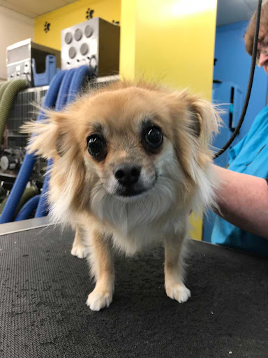 Pet Supply Store «Ridge Dog Shop», reviews and photos, 1505 N Parham Rd, Richmond, VA 23229, USA