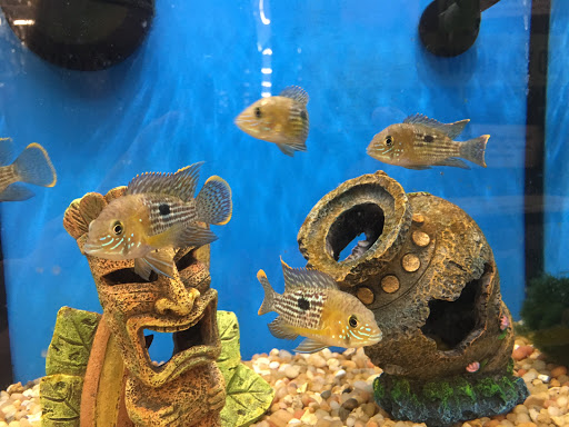 Pet Supply Store «Pet Supplies Plus», reviews and photos, 1155 Washington Pike, Bridgeville, PA 15017, USA