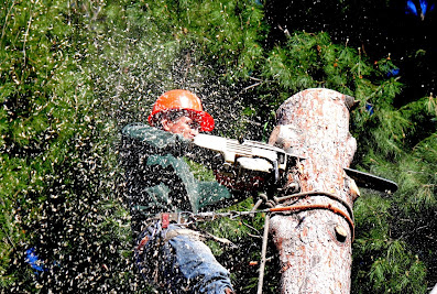 Cortez Tree Service and Landscaping