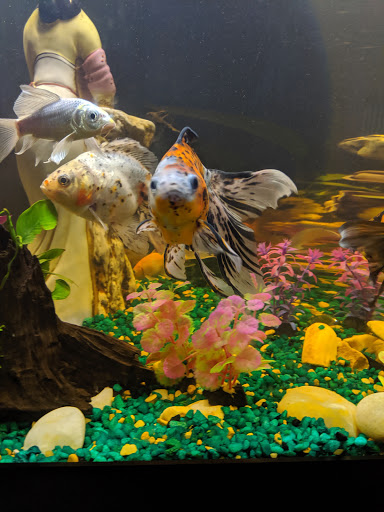 Tropical Fish Store «Coral Reef Aquariums», reviews and photos, 8416 N Armenia Ave, Tampa, FL 33604, USA