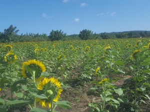 Finca Girasoles - photo 35