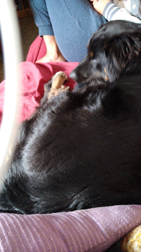 http://www.veterinarialahacienda.com.uy/