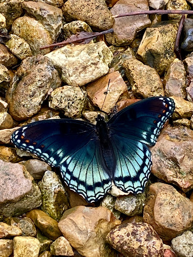 Cabin Rental Agency «Dixieland Cabins», reviews and photos, 1613 Donelson Pkwy, Dover, TN 37058, USA