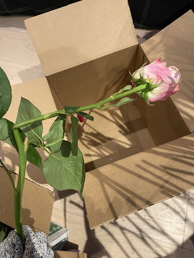 Wholesale Florist «Pennock Floral Tri - State Co», reviews and photos, 7135 Colonial Ln, Pennsauken Township, NJ 08109, USA