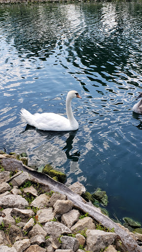 Coffee Shop «Starbucks», reviews and photos, 102 E Irving Park Rd, Itasca, IL 60143, USA