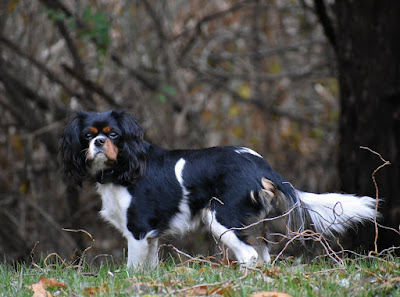 If you have ever met a Cavalier King Charles Spaniel, then you know just how amazing they are. They are sweet as can be