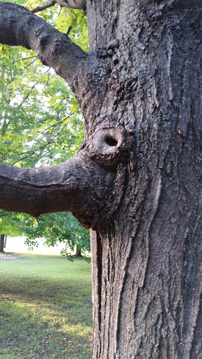 Golf Course «Dretzka Park Golf Course», reviews and photos, 12020 W Bradley Rd, Milwaukee, WI 53224, USA