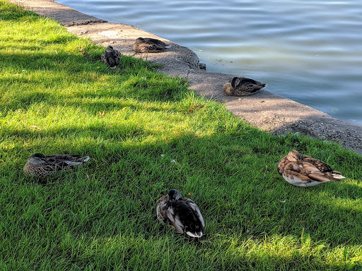 Park «Lake Park», reviews and photos, 2100-2198 Lee St, Des Plaines, IL 60018, USA