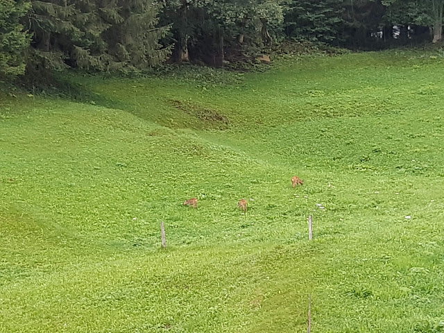 MOM - Alpine Boutique Apartment, Apartment Chalet Grindelwald Gletscher by null