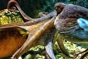 Aquarium Split image