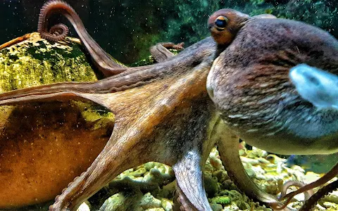 Aquarium Split image