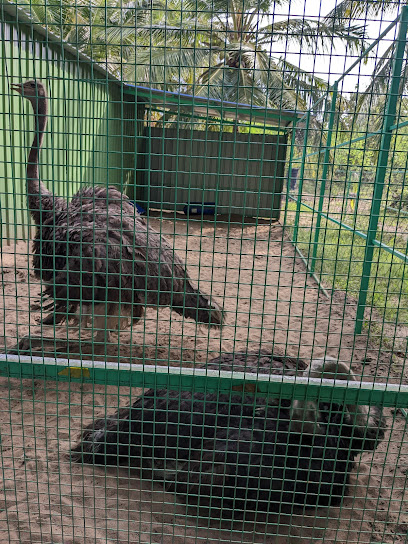 Dodo Island Exotic Birds Park